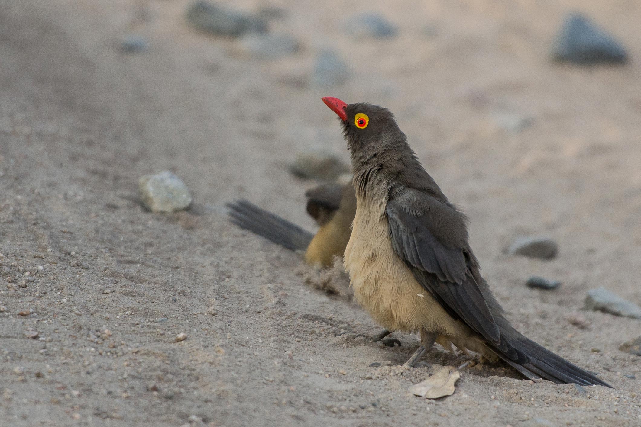 FF Oxpecker FF Oxpecker