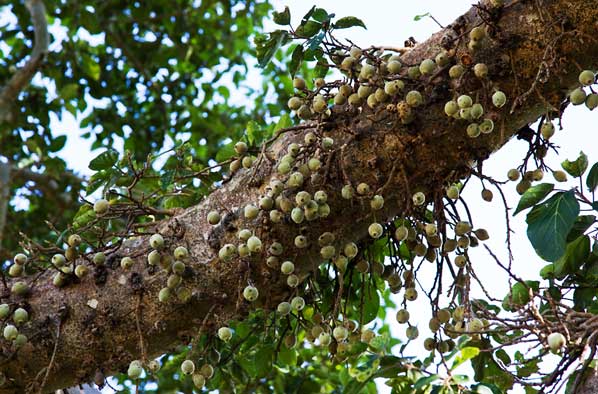 Figtree Fruits