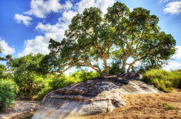 Wild Facts Sabi Sabi Private Game Reserve Sycamore Fig Tree