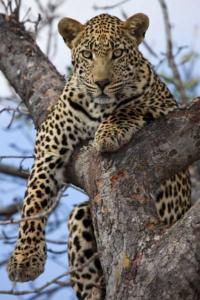Fill Flash Photography Leopard In Tree Fill Flash Photography Leopard In Tree
