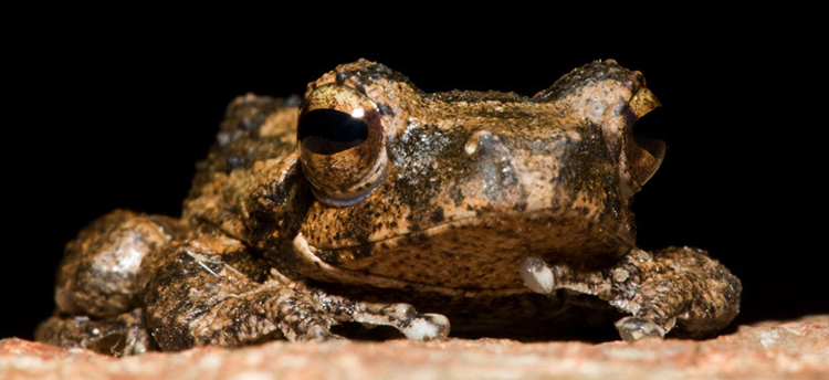 Foam Nest Frog Darred Joubert Foam Nest Frog Darred Joubert