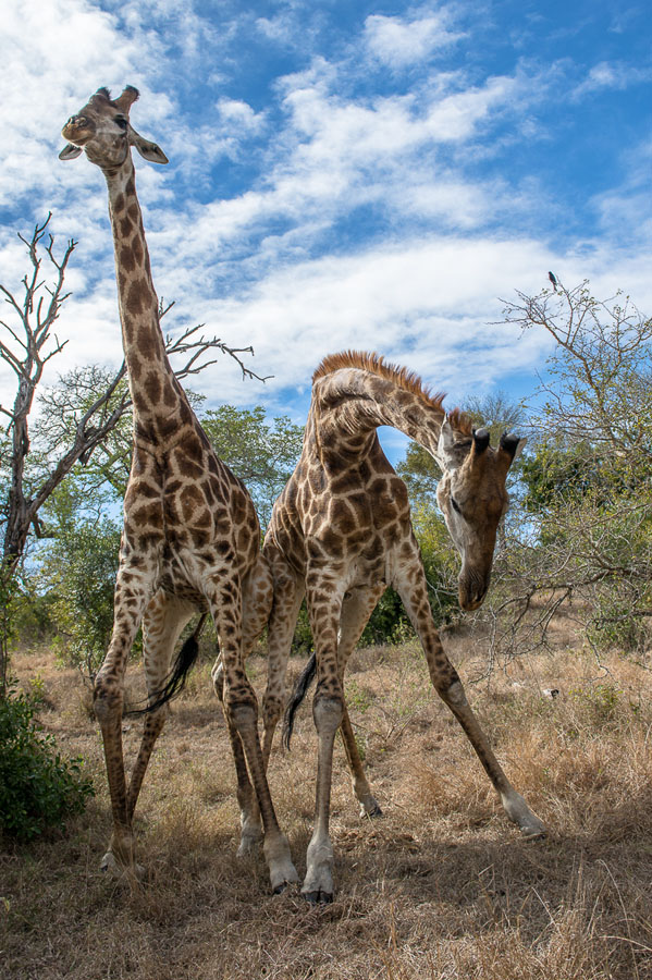Giraffe 1 Giraffe 1