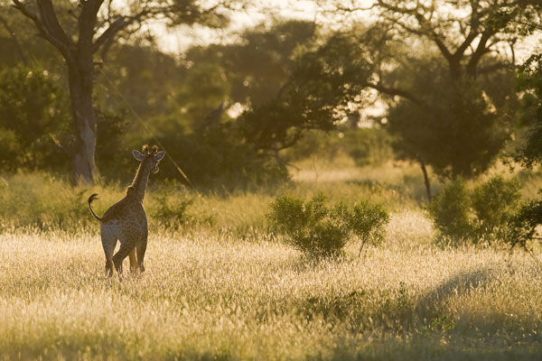 Giraffe 11 Giraffe 11