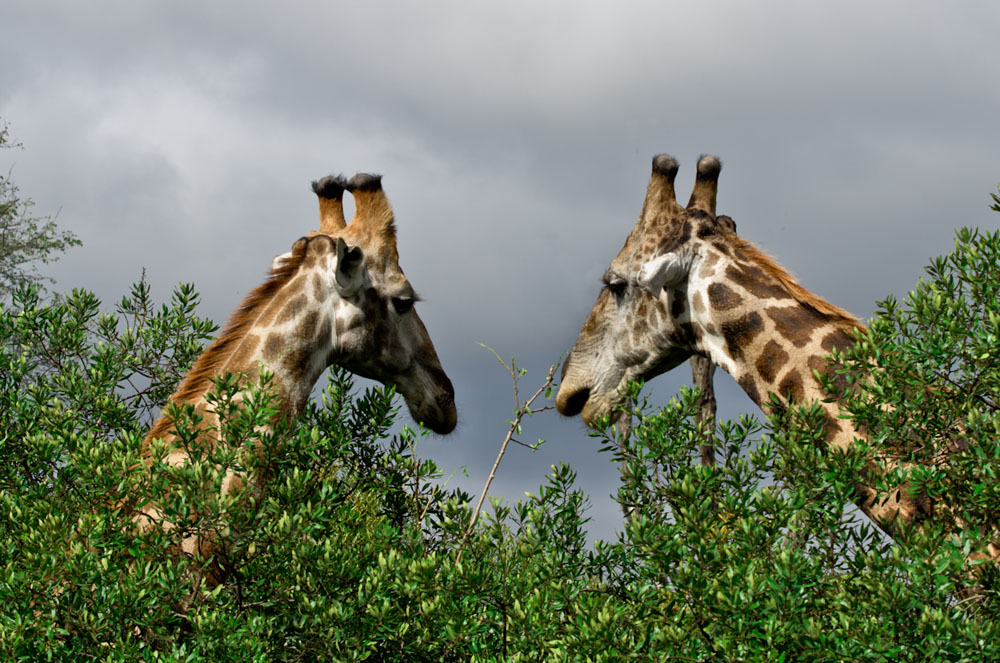 Giraffe 3 Giraffe 3