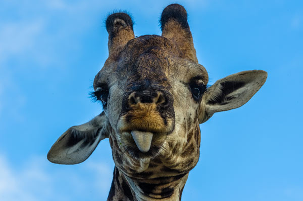 Giraffe News7 Giraffe News7