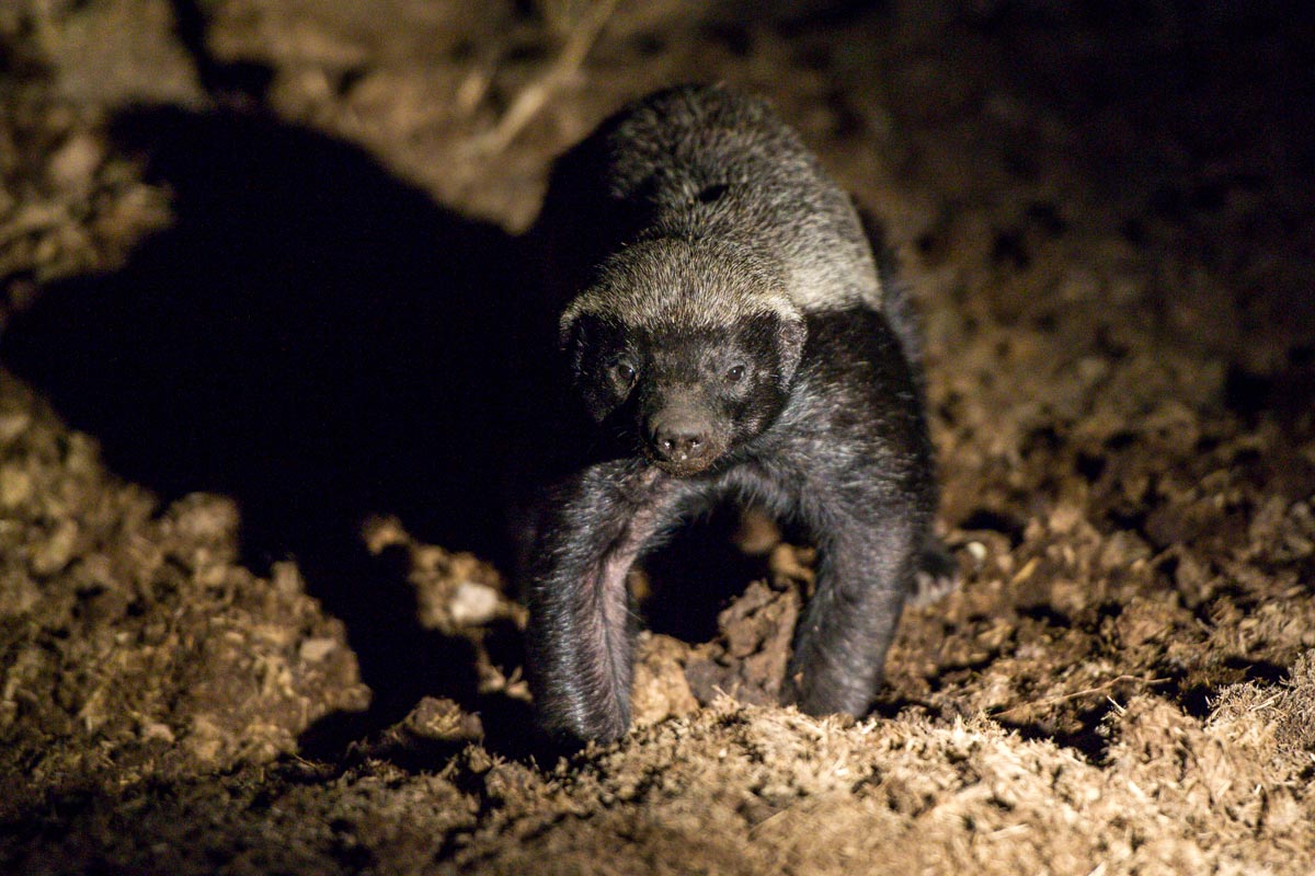 Video: Probably The Most 30 Seconds Of Honey Badger You'll Ever