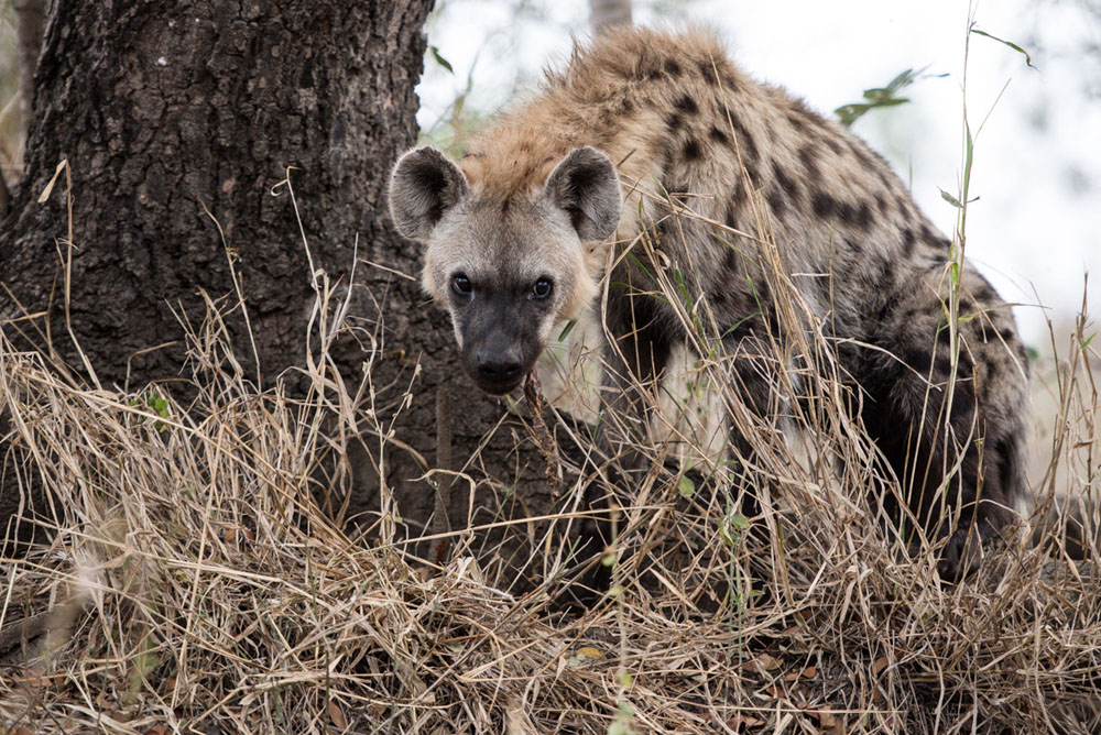 Hyena 1 1 Hyena 1 1
