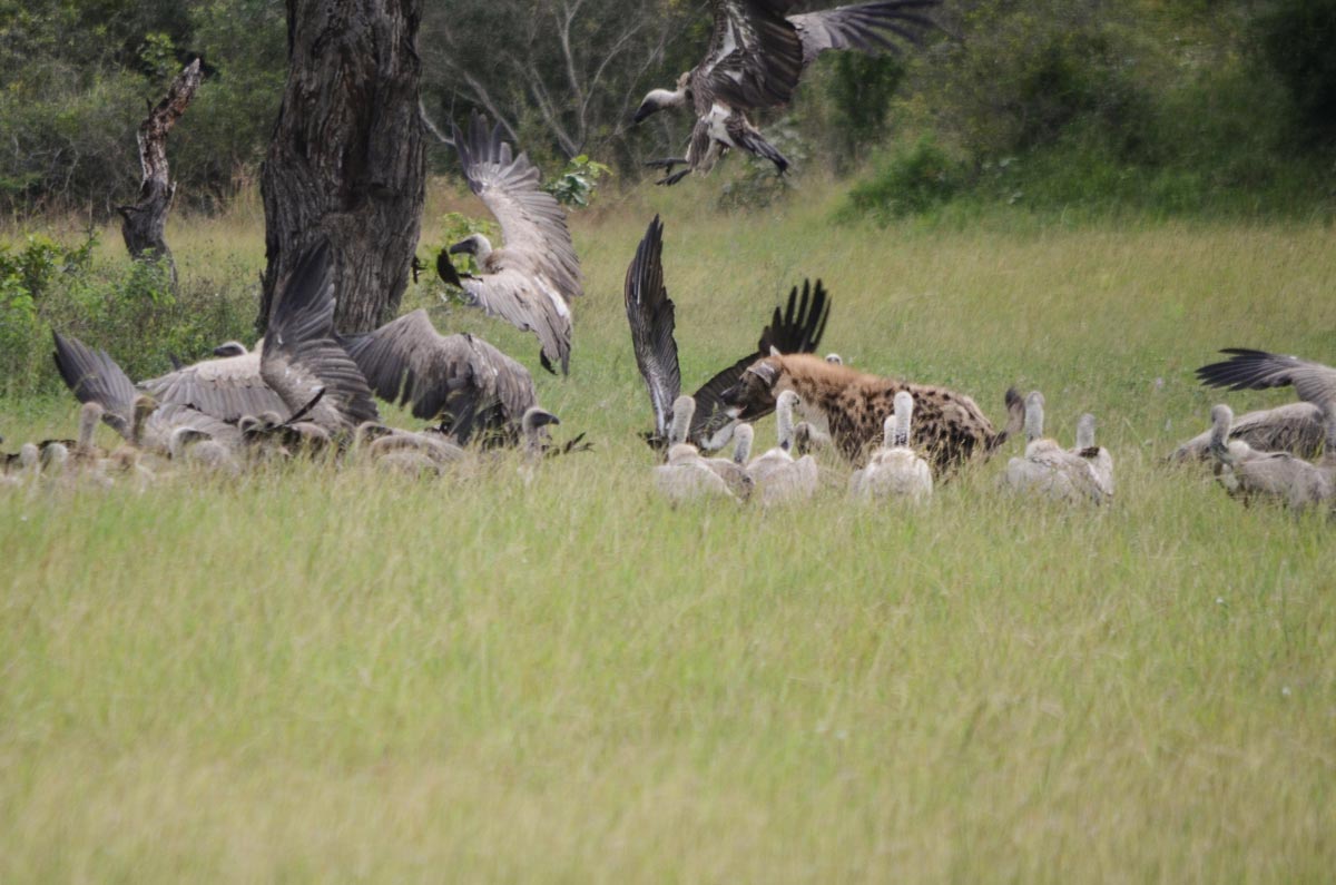 Hyena 41 Hyena 41