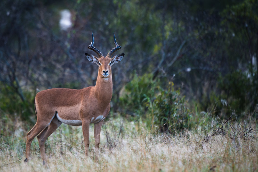 Impala 2 Impala 2