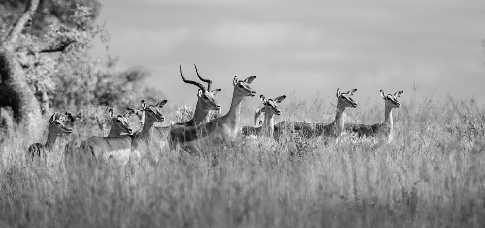 Impala 3 Impala 3