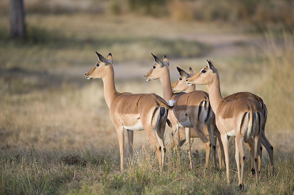 Wild Facts Sabi Sabi Private Game Reserve | Impala