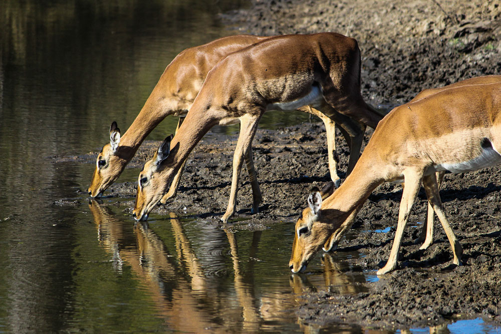 Impala 5 Impala 5