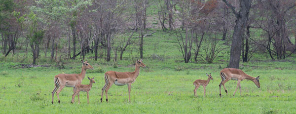 Impala Fawn Josh Lee Impala Fawn Josh Lee
