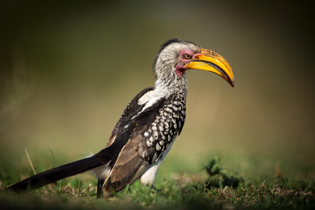african-hornbill-zazu