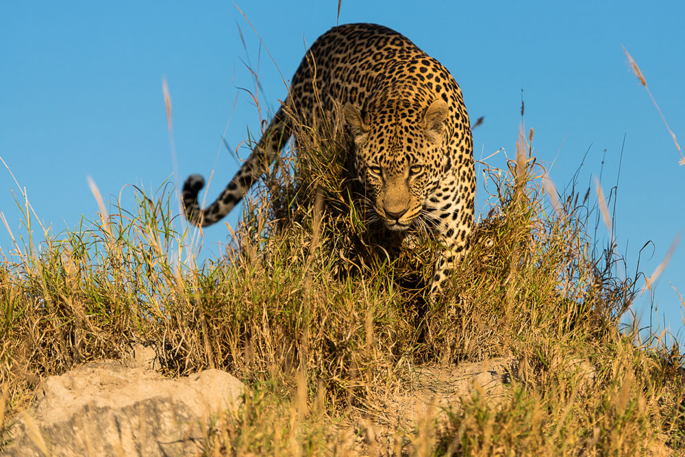Leopard 1 Leopard 1