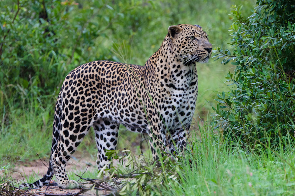 Leopard 20 Leopard 20