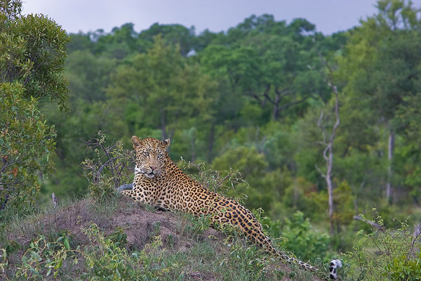 Leopard 5 Leopard 5