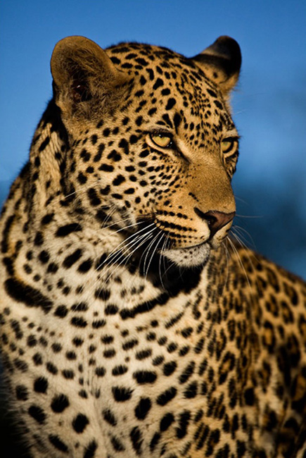 Leopard Portrait Darred Joubert Leopard Portrait Darred Joubert