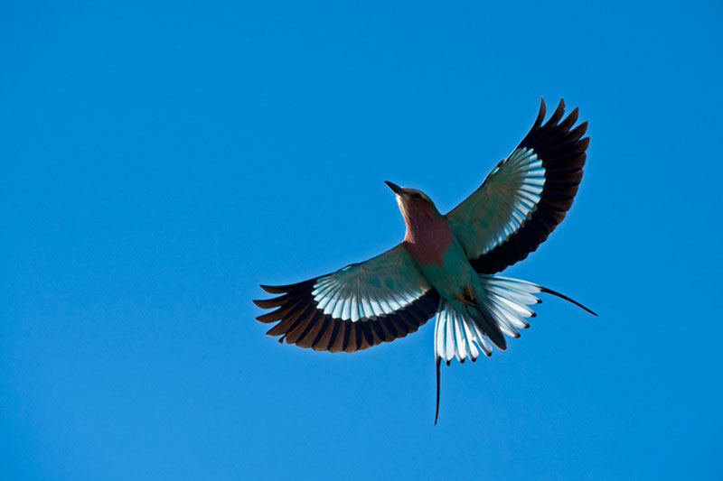Lilac Breasted Roller WV Lilac Breasted Roller WV
