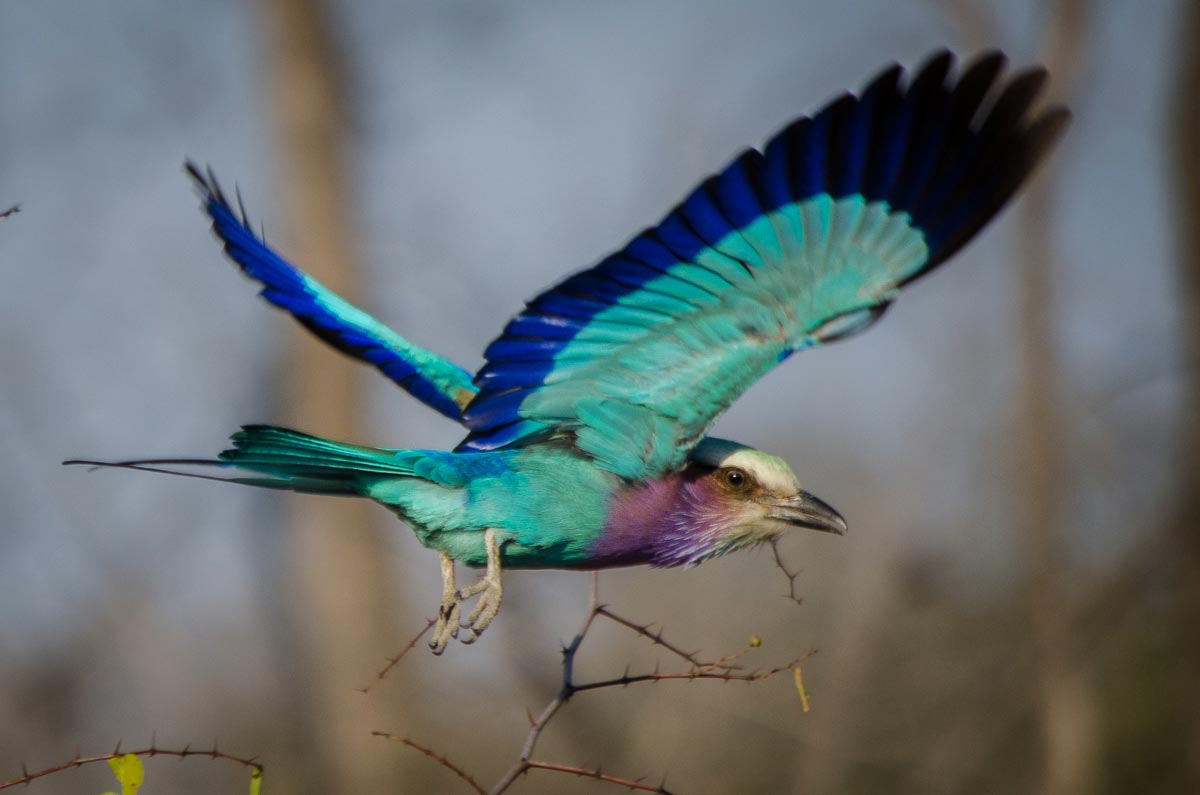 Liliac Breasted Roller Steve Liliac Breasted Roller Steve