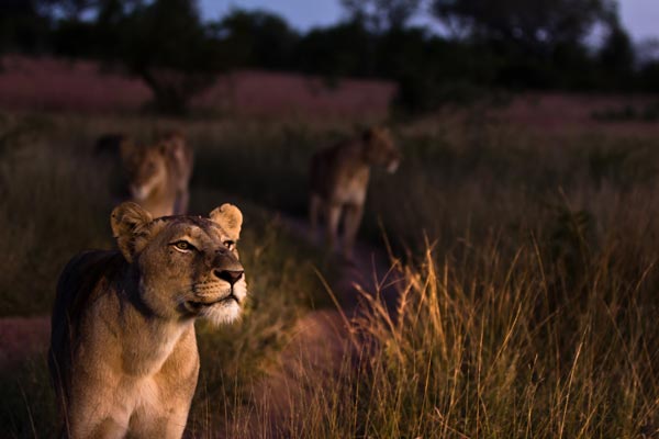 Lion 11 News Lion 11 News