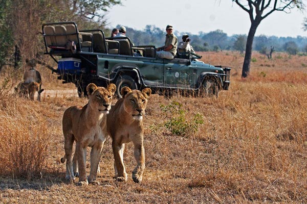 Lion Sister JVD Lion Sister JVD