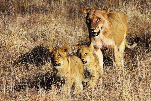 Lioness And Cubs RDG Lioness And Cubs RDG