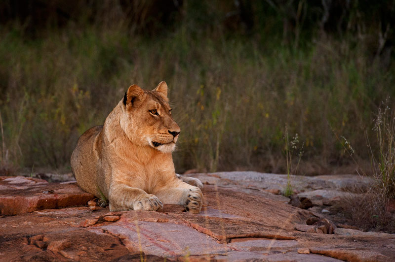 Lioness On A Rock Sabi Sabi Lioness On A Rock Sabi Sabi