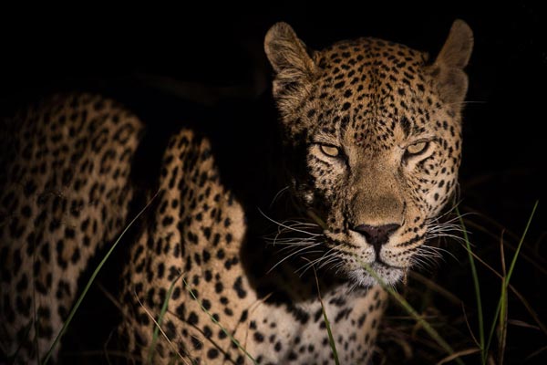 Maxabeni Pravir Maxabeni Pravir