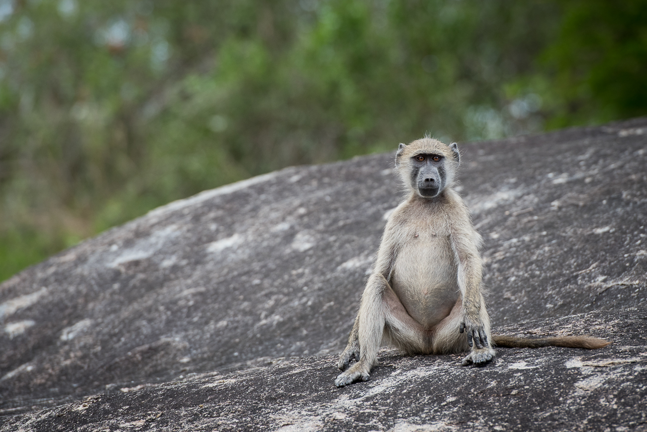 Mike Palmer Baboons Fig Tree 2 Mike Palmer Baboons Fig Tree 2