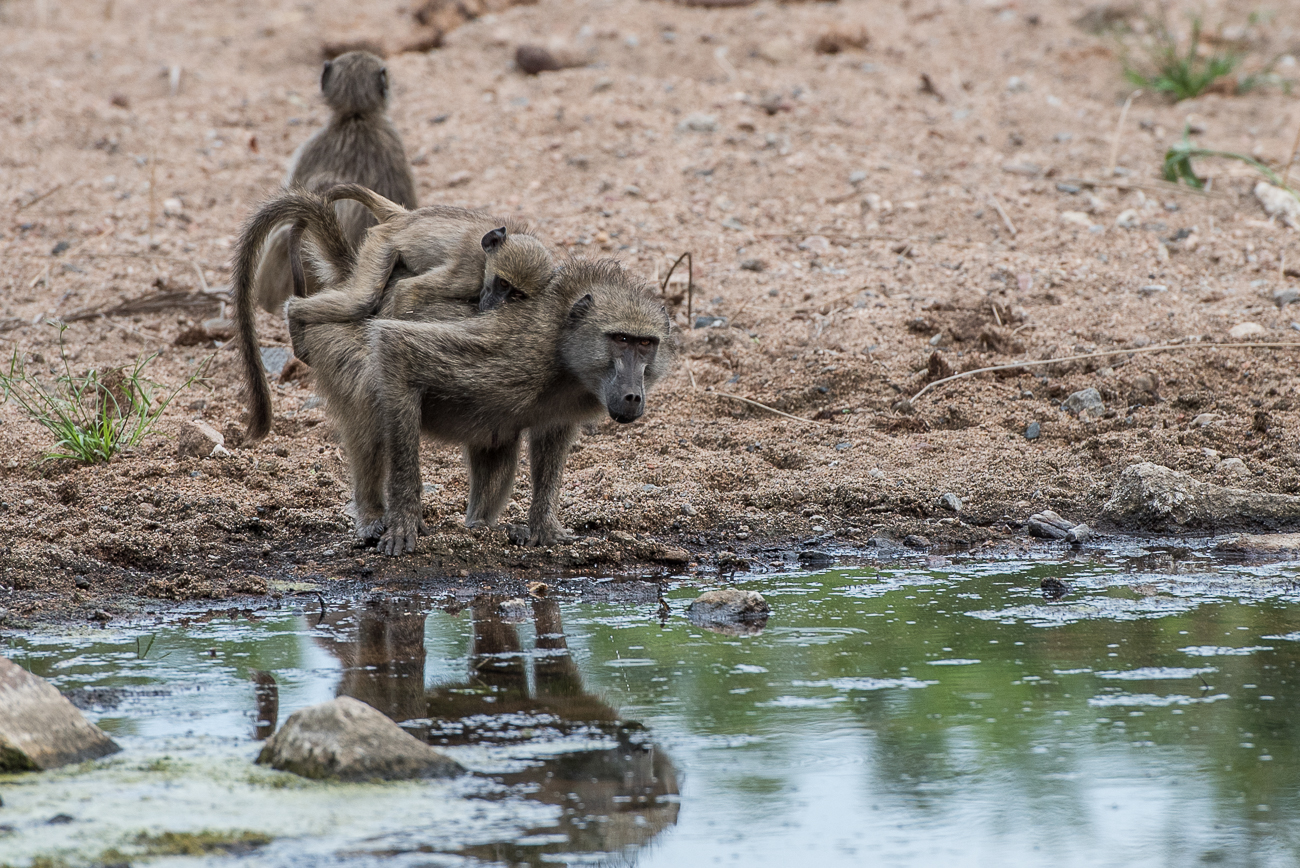 Mike Palmer Baboons Fig Tree 3 Mike Palmer Baboons Fig Tree 3