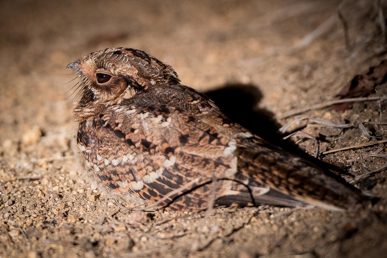 fiery-necked nightjar sound