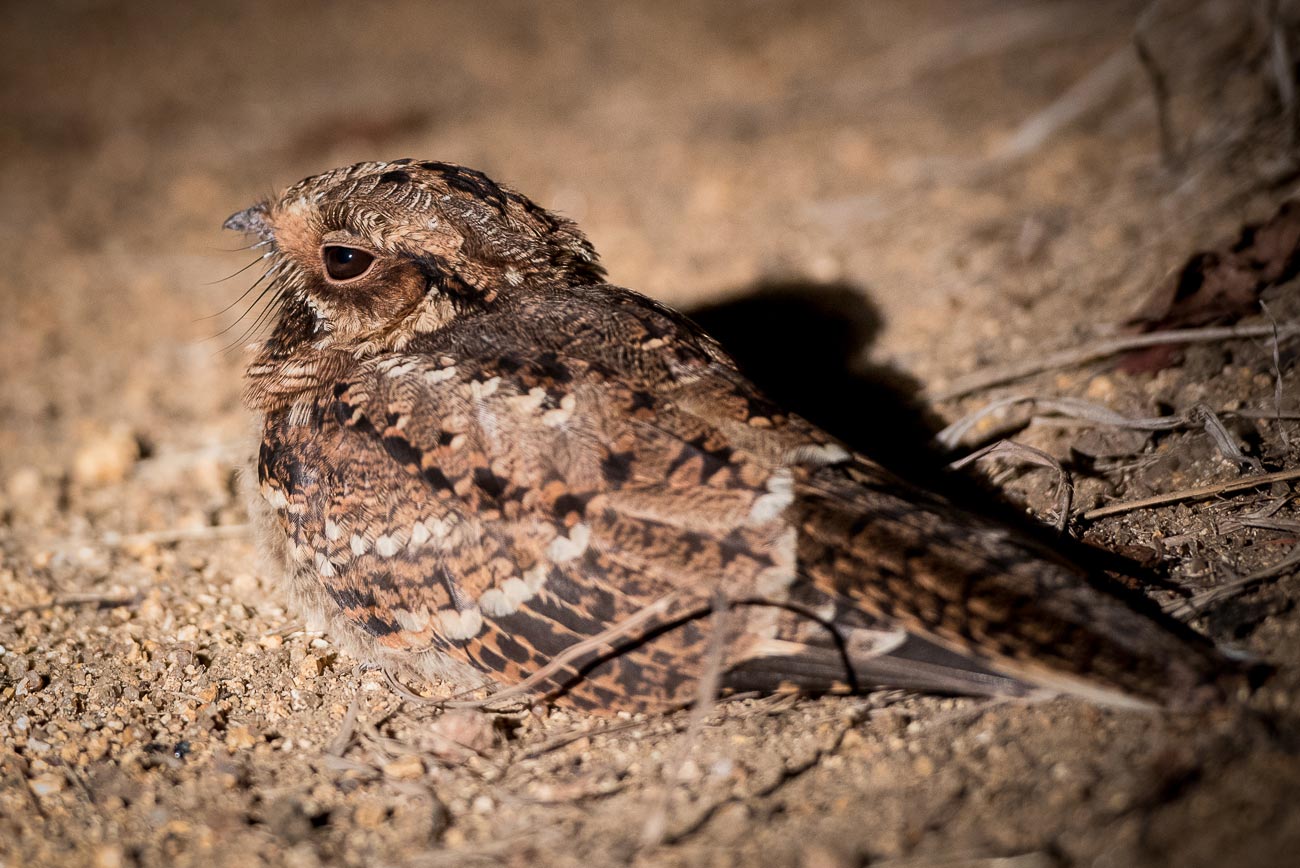 Mike Palmer Fiery Nightjar