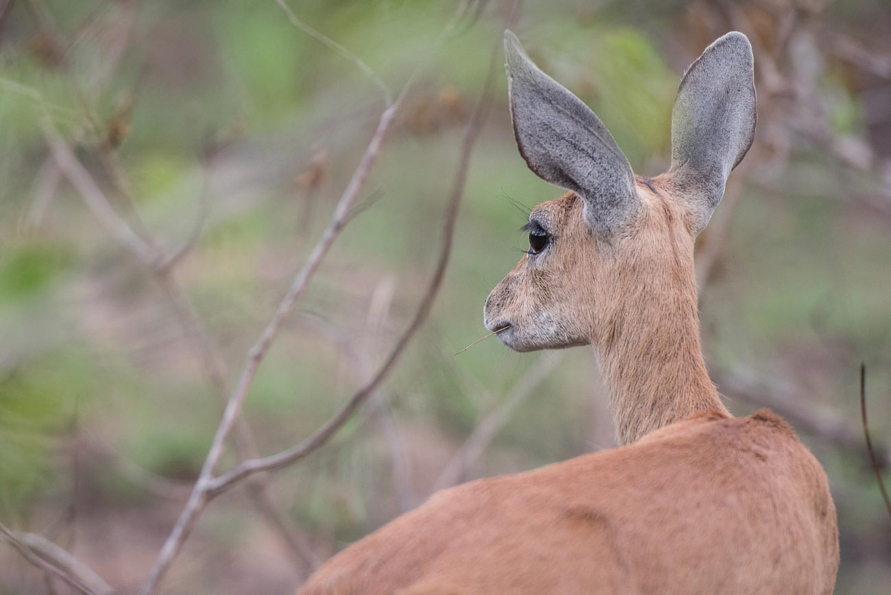 Mike Palmer Steenbok Gaze Mike Palmer Steenbok Gaze