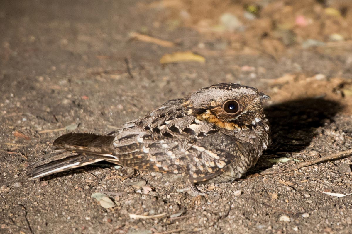 Nightjar Nightjar