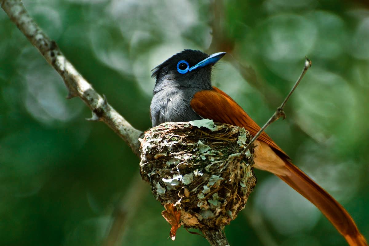 Paradise Flycatcher 1