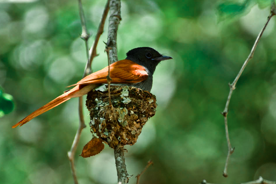 Paradise Flycatcher 4