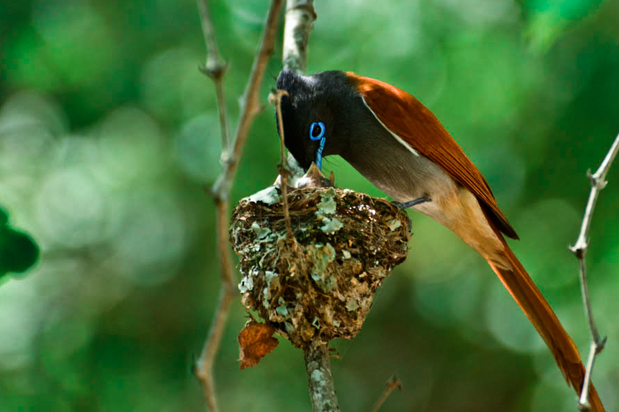 Paradise Flycatcher 7