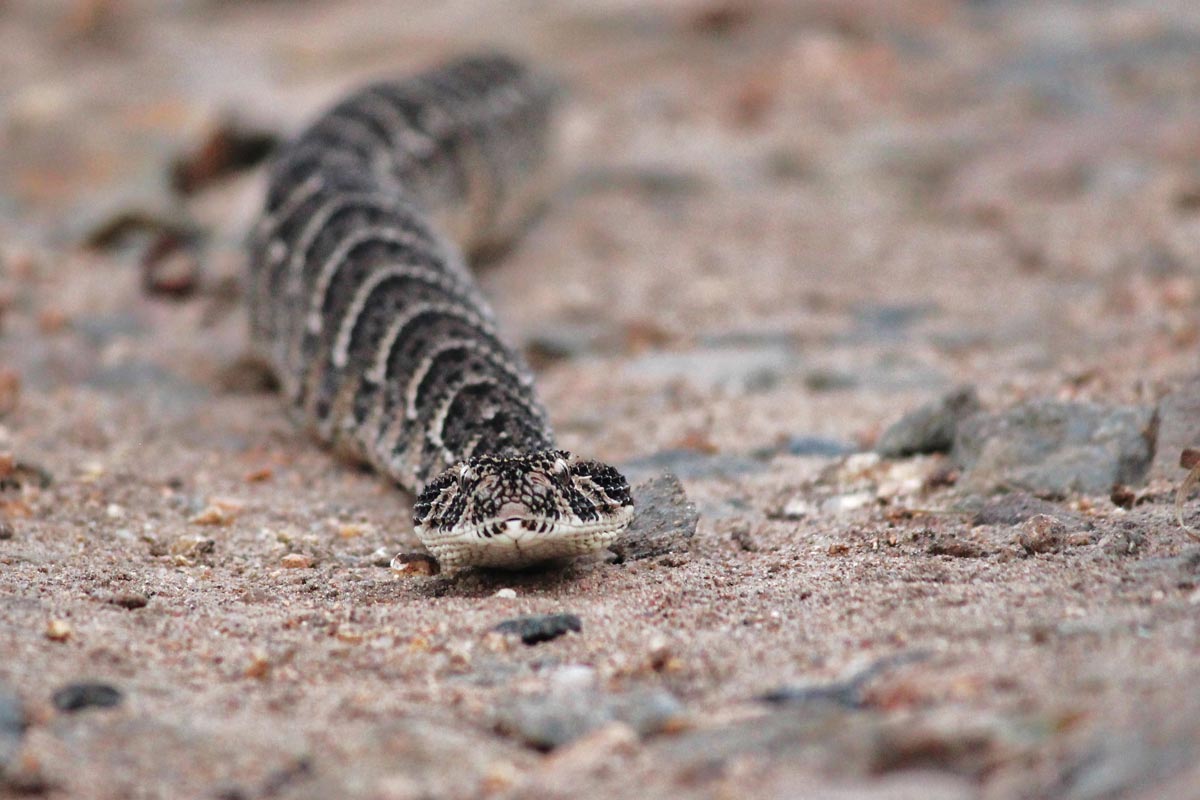 Puff Adder Franscois Puff Adder Franscois