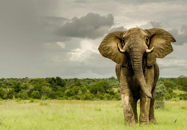 SabiSabiOnLineBrochureCover Use