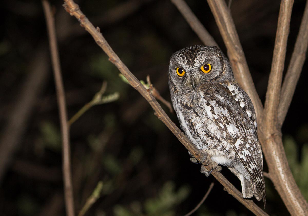 Scops Owl