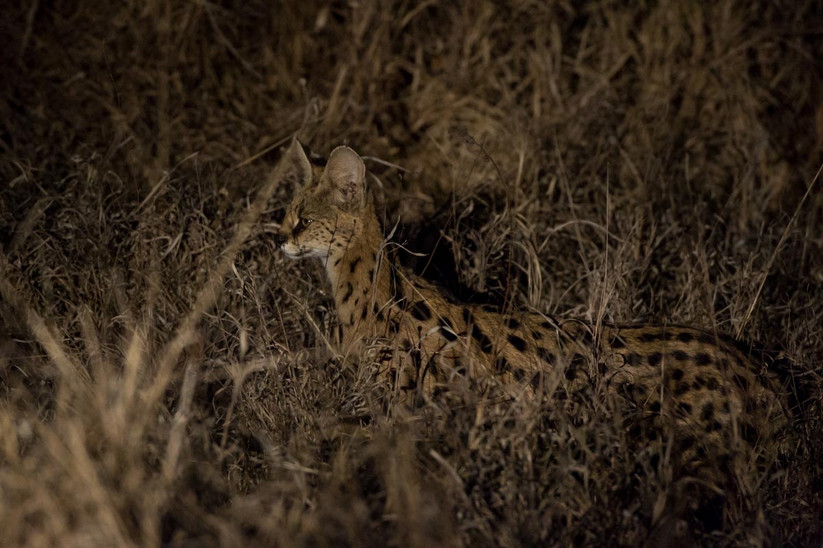 Serval Serval