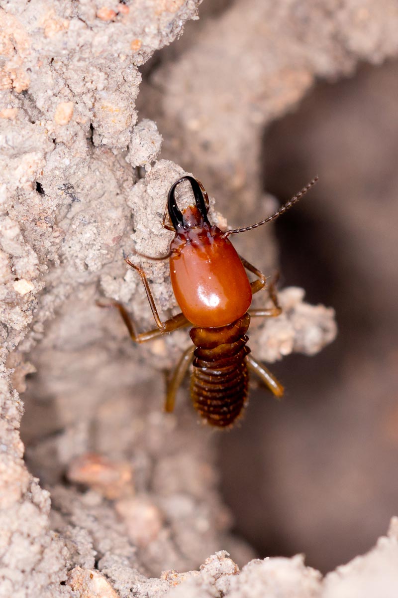 Wild Facts Sabi Sabi Private Game Reserve | Termites