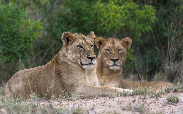 Southern Pride 4 Southern Pride 4