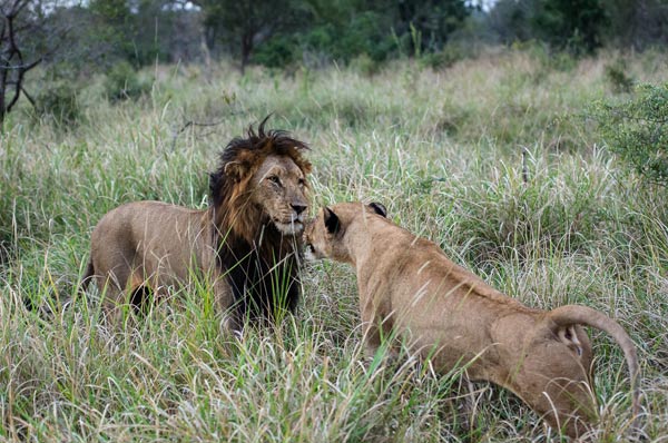 Southern Pride 5 Southern Pride 5