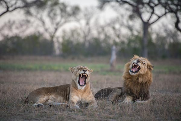 Southern Pride Lo Southern Pride Lo