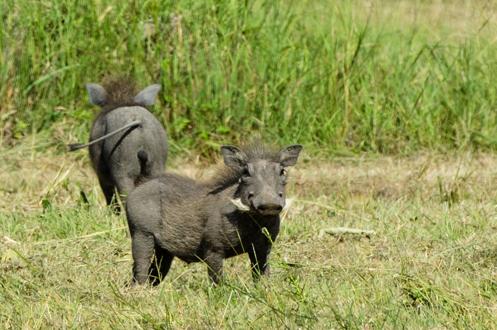 Warthog Warthog