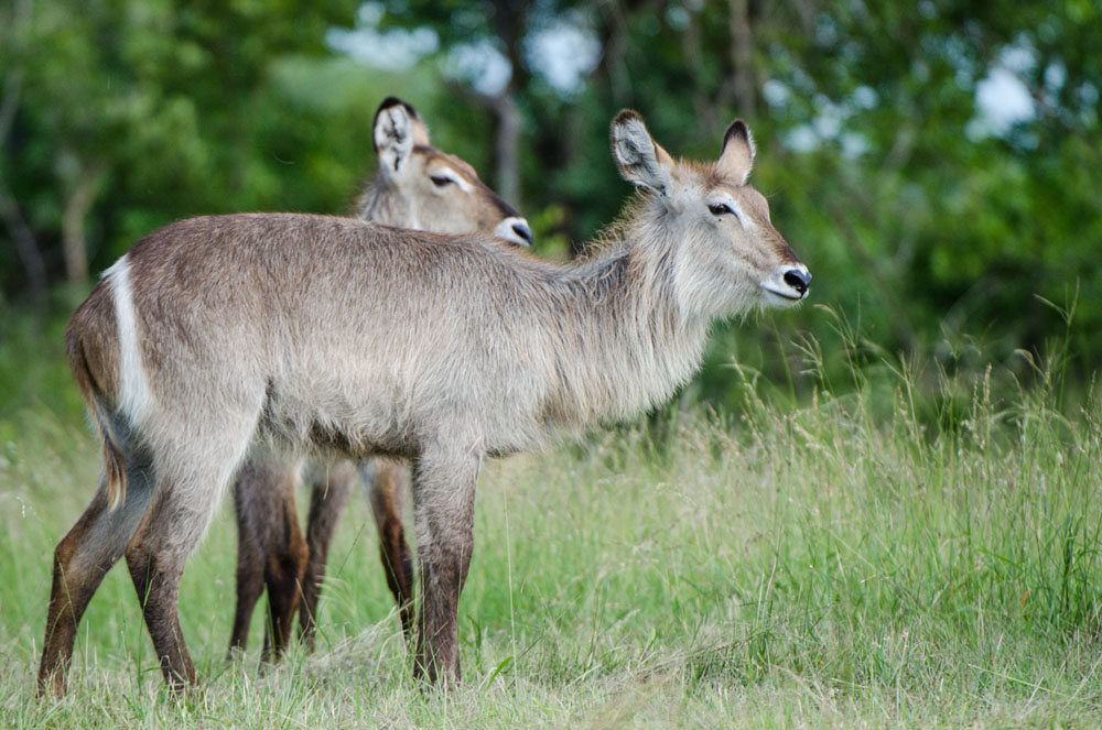 Waterbuck 1