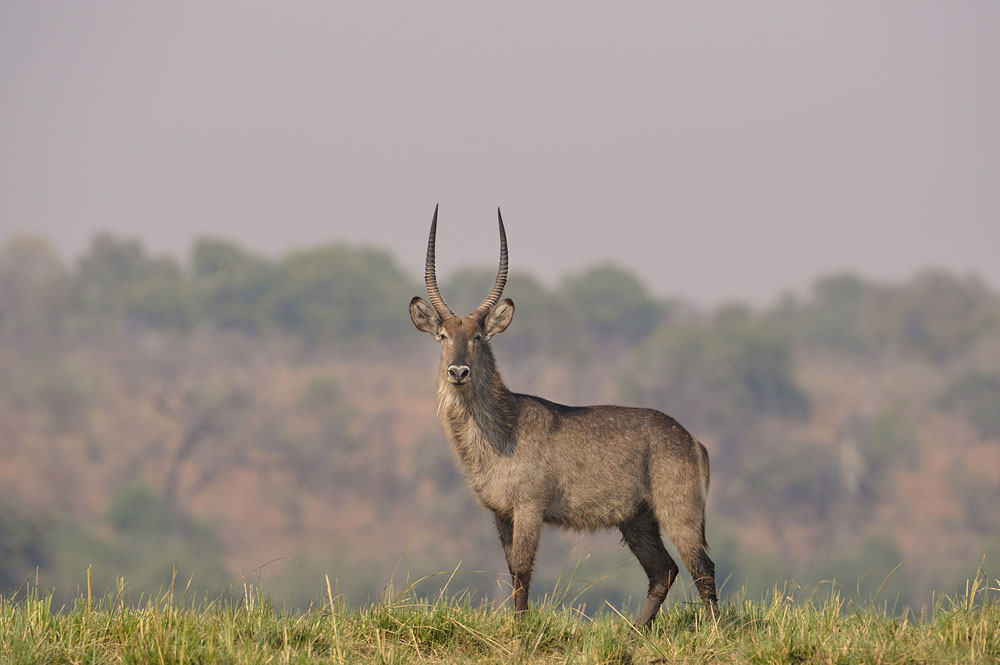 Waterbuck 3 Waterbuck 3