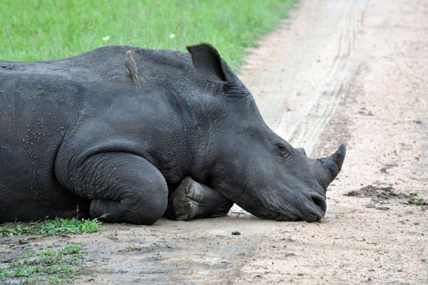 White Rhino Sleeping White Rhino Sleeping